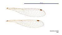 Hemiphlebia mirabilis male wings (33985048874)