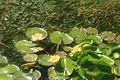 Henllys Water Lilies