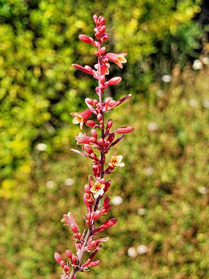 Hesperaloe-parviflora-flowers