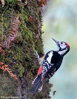 Himalayan Woodpecker (male).jpg