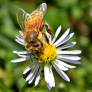 Honey Bee on Symphyotrichum dumosum (6435501395)