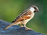 House Sparrow (M) I IMG 7881