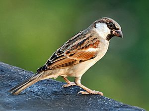 House Sparrow (M) I IMG 7881