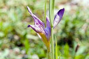 Iris brevicaulis Marie Caillet 0zz