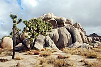 Joshua trees and a rock formation