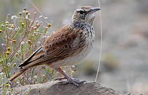 Karoo Long-billed Lark (Certhilauda subcoronata) (31737723963).jpg