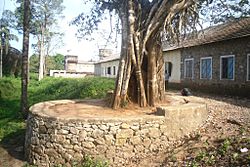 Koli tree near Panamaram fort site