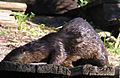 Koreshan SHS - Otter on the Estero