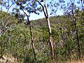 Landscape - belair national park