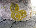 Lichen forming a Hidden Mickey