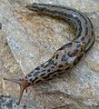 Limax maximus 5