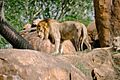 Lion, Disney's Animal Kingdom (41099152842)
