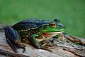Litoria raniformisA