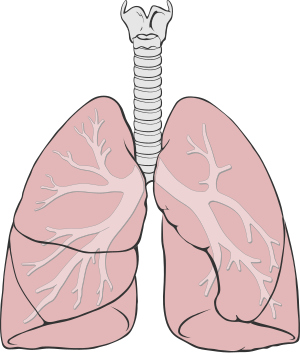 Lungs diagram simple