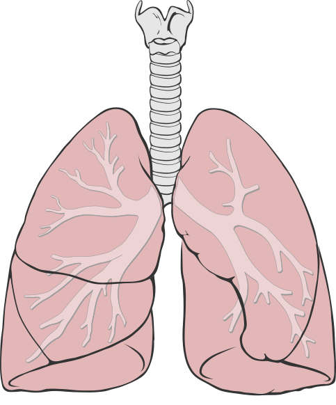 Lungs diagram simple