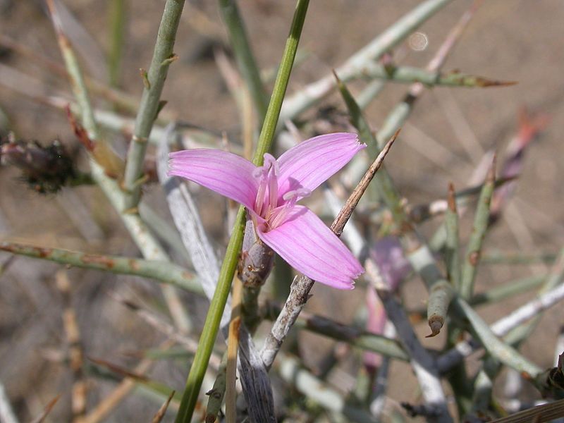 Lygodesmia spinosa