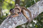 Macaco caiarara (Cebus albifrons) com filhote.jpg