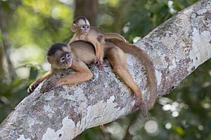 Macaco caiarara (Cebus albifrons) com filhote