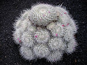 Mammillaria geminispina 2.jpg