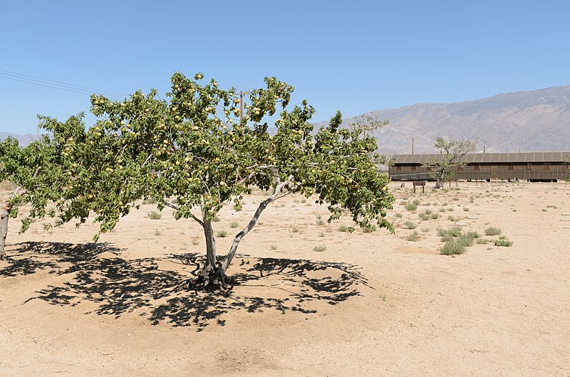 Manzanar September 2016 003