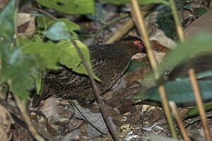 Marbled wood quail Facts for Kids