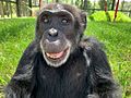 Marco the chimpanzee at the Center for Great Apes
