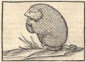 Marmota marmota (Cosmpgraphia, Münster)