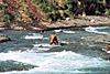 A bear standing in a rushing steam with rocky banks