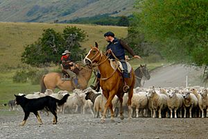 Mustering sheep in Patagonia