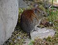 Myodes rutilus 139133576