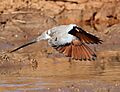 Namaqua dove, Oena capensis, at Mapungubwe National Park, Limpopo, South Africa (17468688103), crop