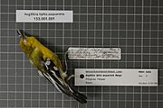 Naturalis Biodiversity Center - RMNH.AVES.92893 1 - Aegithina tiphia aequanimis Bangs, 1922 - Irenidae - bird skin specimen