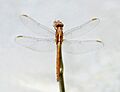 Orthetrum August 2017-1