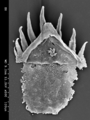 Ottoia prolifica Type B tooth