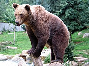 Ours brun parcanimalierpyrenees 1