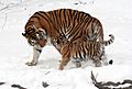 Panthera tigris altaica 13 - Buffalo Zoo