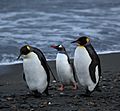 Penguins walking -Moltke Harbour, South Georgia, British overseas territory, UK-8