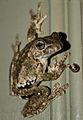 Peron's Tree Frog- Litoria peronii