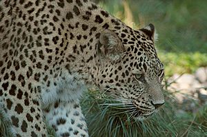 Persischer leopard2cele4