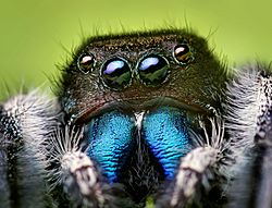 10 Wild and Crazy Facts About Jumping Spiders