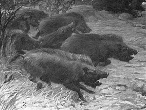 Platygonus leptorhinus