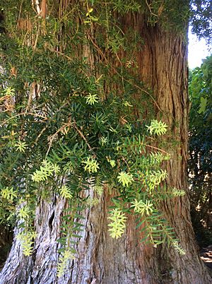 Podocarpus hallii Hinewai NZ