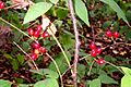 Pondberry1