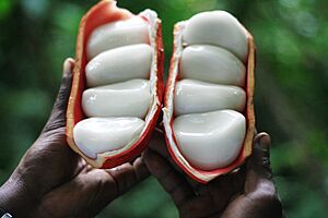 Produits forestiers non ligneux récoltés à Tayap