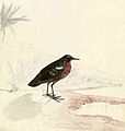 Prosobonia ellisi