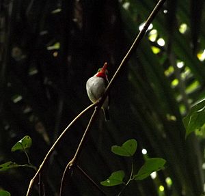 Puerto Rican Tody (Todus mexicanus) in El Yunque National Forest
