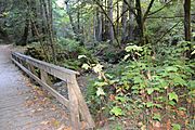 Purisima Creek Trail 9