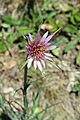 Purple Salsify - Stierch