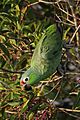 Red-lored parrot (Amazona autumnalis salvini) feeding