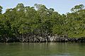 Red mangrove trees at water edge